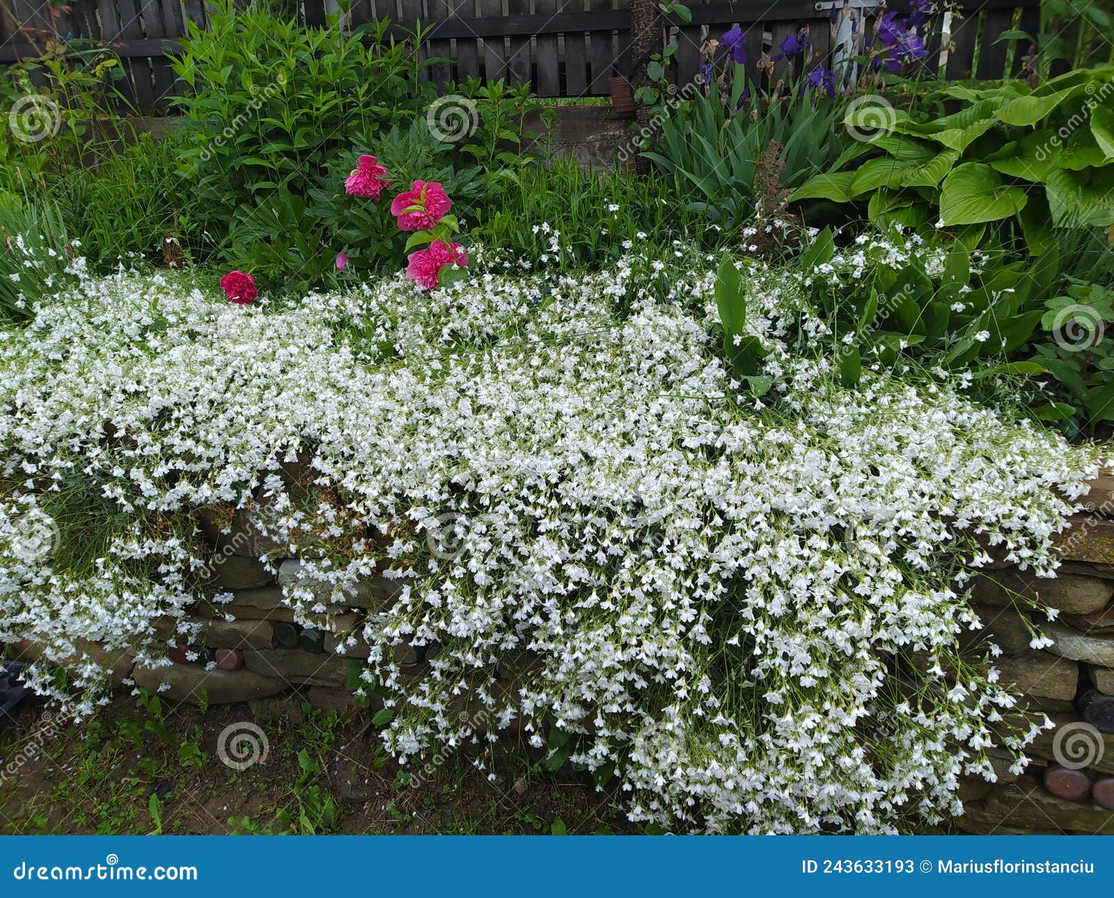 rustic stone wall covered with flowers.rustikale steinmauer und buntglas, bedeckt mit blumen. mur de pierre rustique et vitrail,