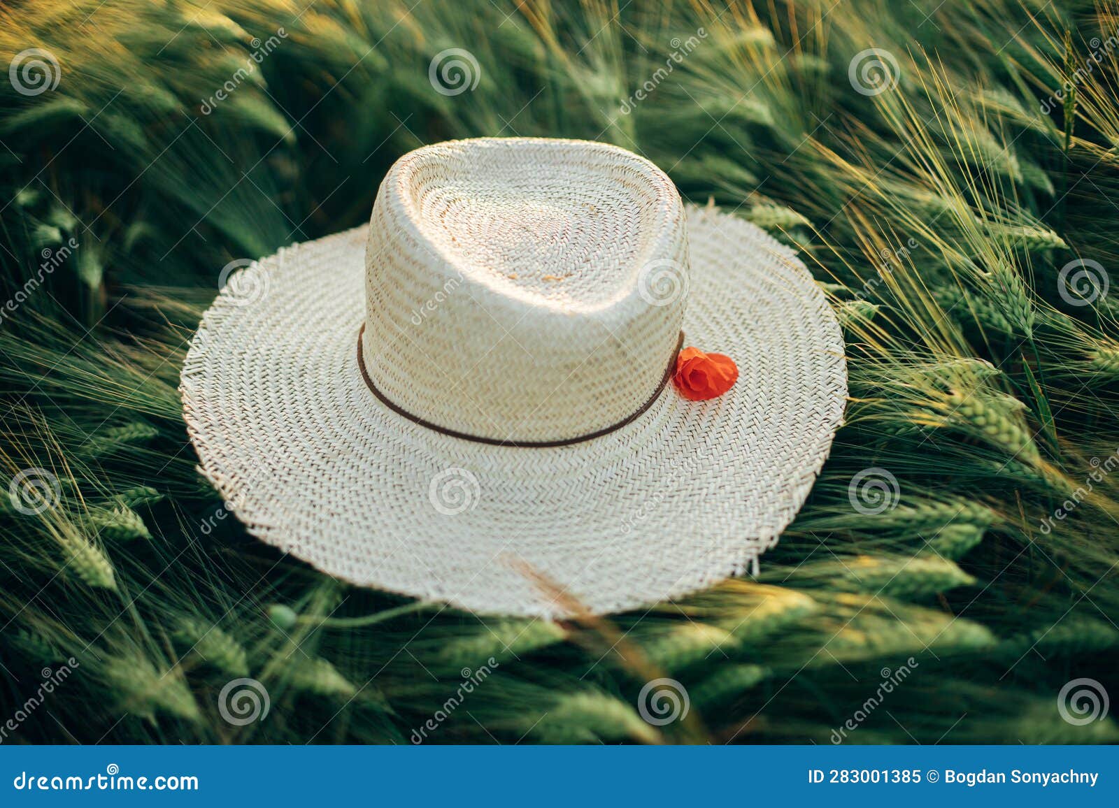Rustic Straw Hat and Red Poppy on Barley Ears in Evening Field Close Up ...