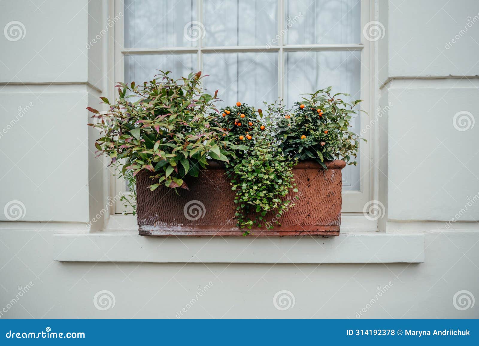 Terracotta Window Box with Mixed Greenery and Orange Berries Stock