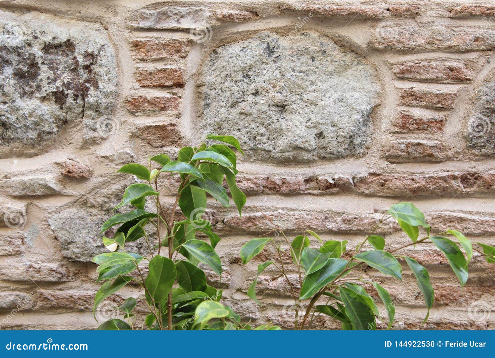 Rustic Wall and Green Plants Stock Photo Image of home, plants 144922530