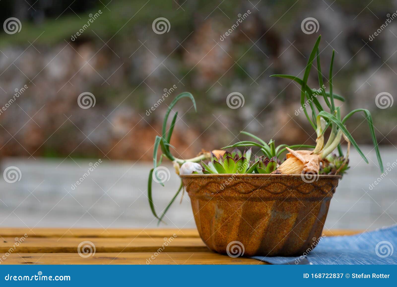 Rusty Baking Pan with Small Plants Inside Stock Image Image of plate