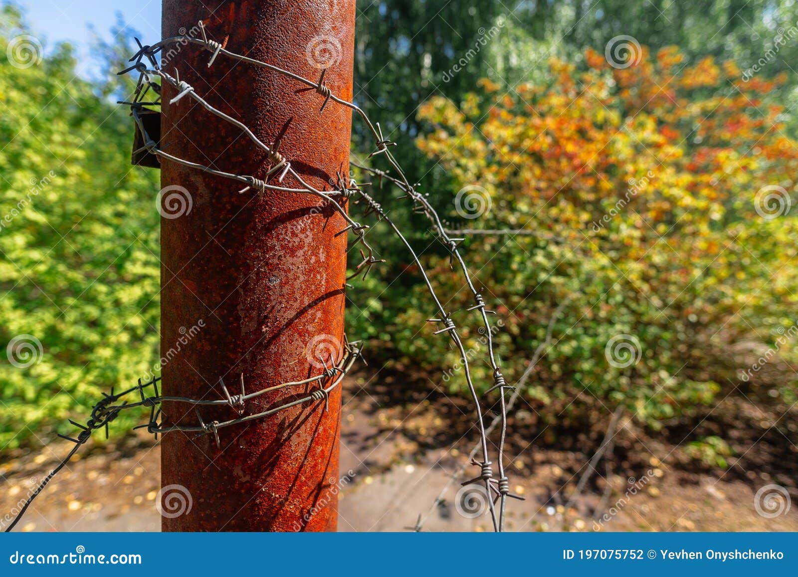rusty barbed wire on rusty post in ghost town pripyat chornobyl zone