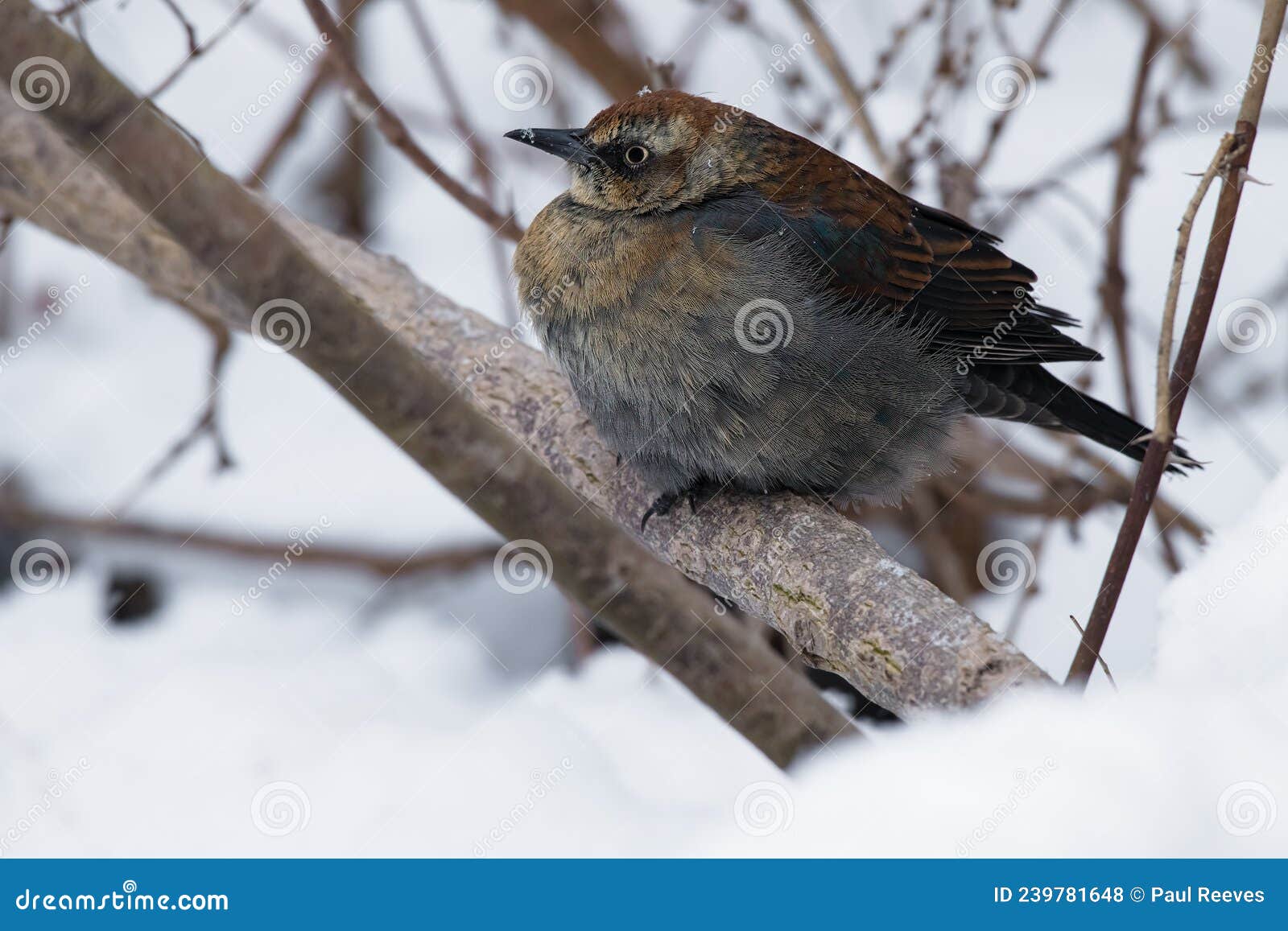 rusty blackbird - euphagus carolinus