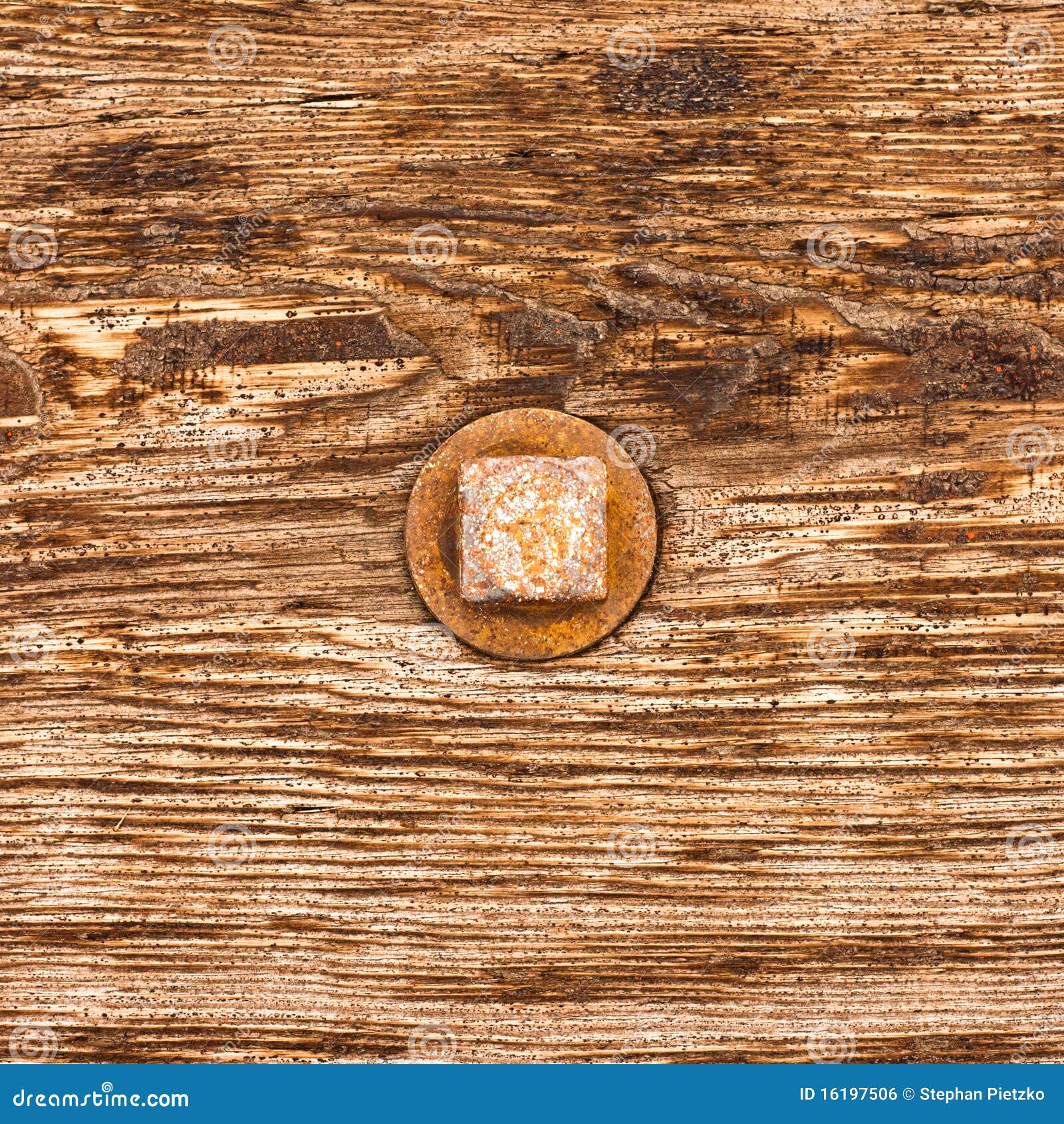 Rusty old bolt head sticks out of grainy wooden surface of weathered 