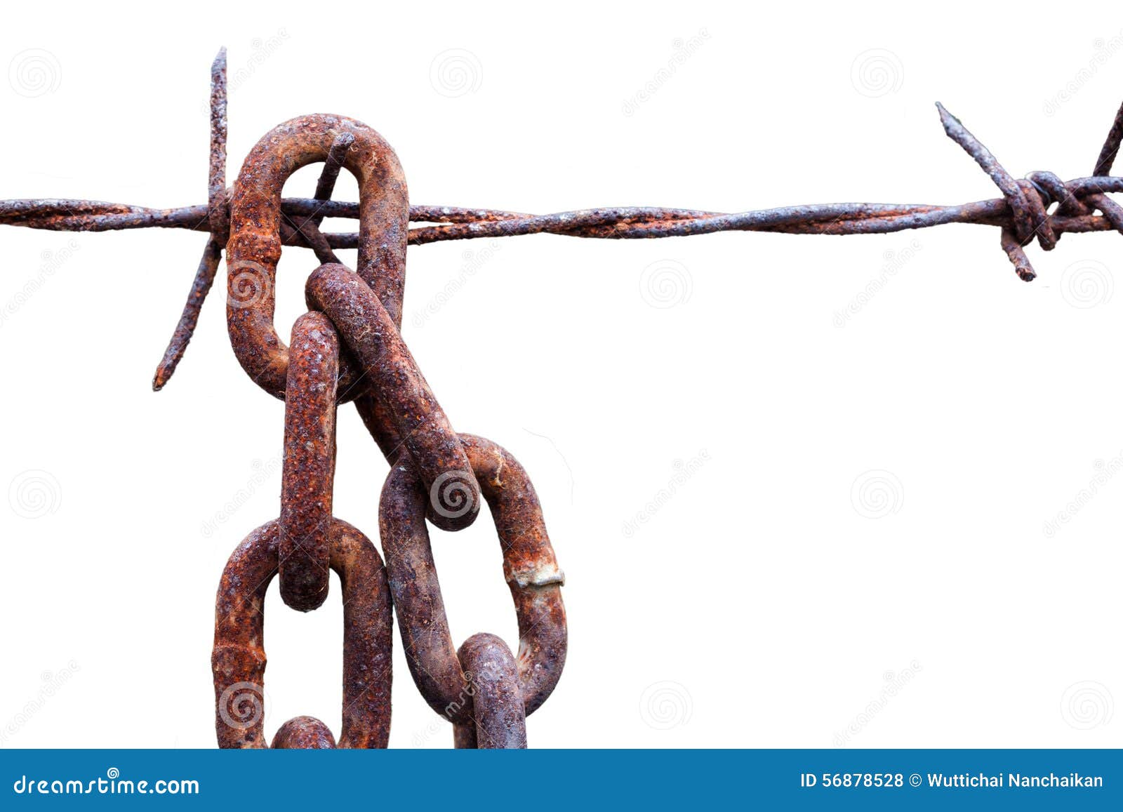 Rusty Chain Hang with Barbed Wire Stock Photo Image of barb, fence