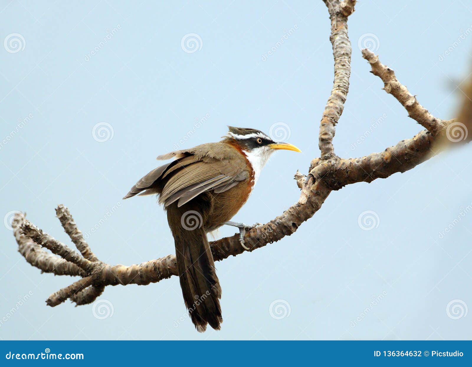 rusty-cheeked scimitar babbler