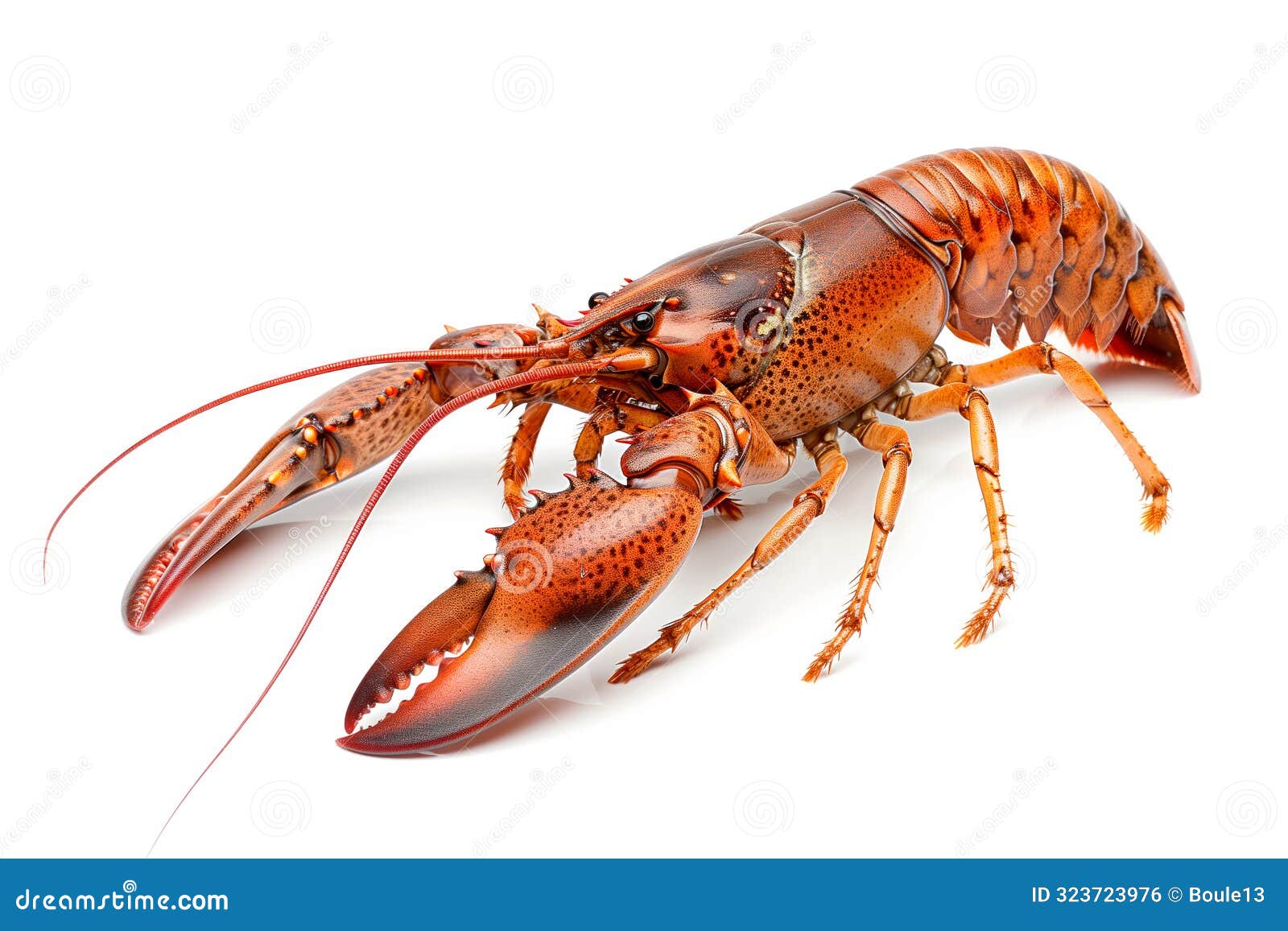 rusty crayfish or crab  on white background with clipping path