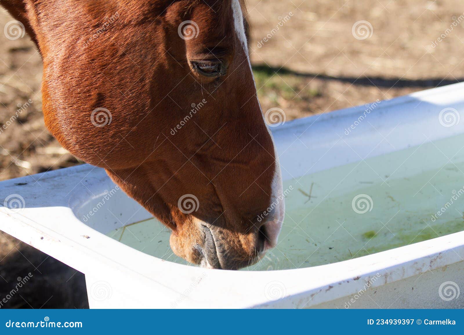 Rusty Gelding Drinks Water from a Bathtub in Its Winter Paddock