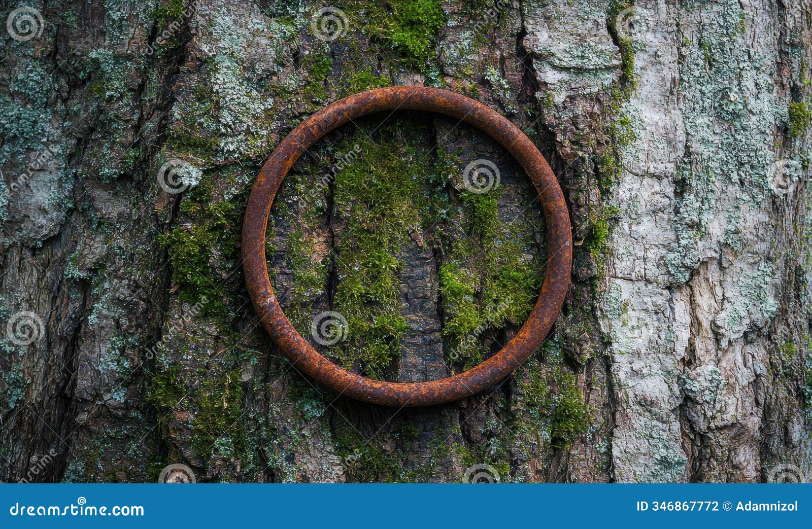 rusty metal ring on mossy tree bark