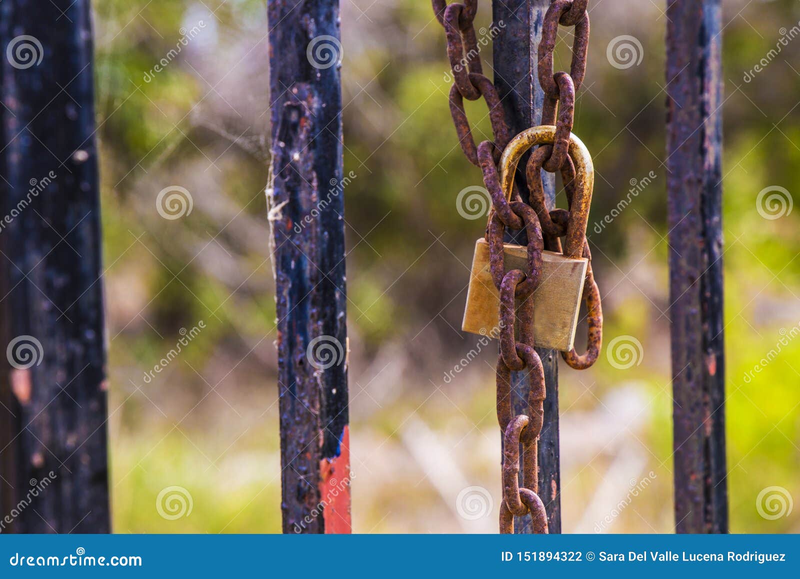 rusty padlock closing the gate