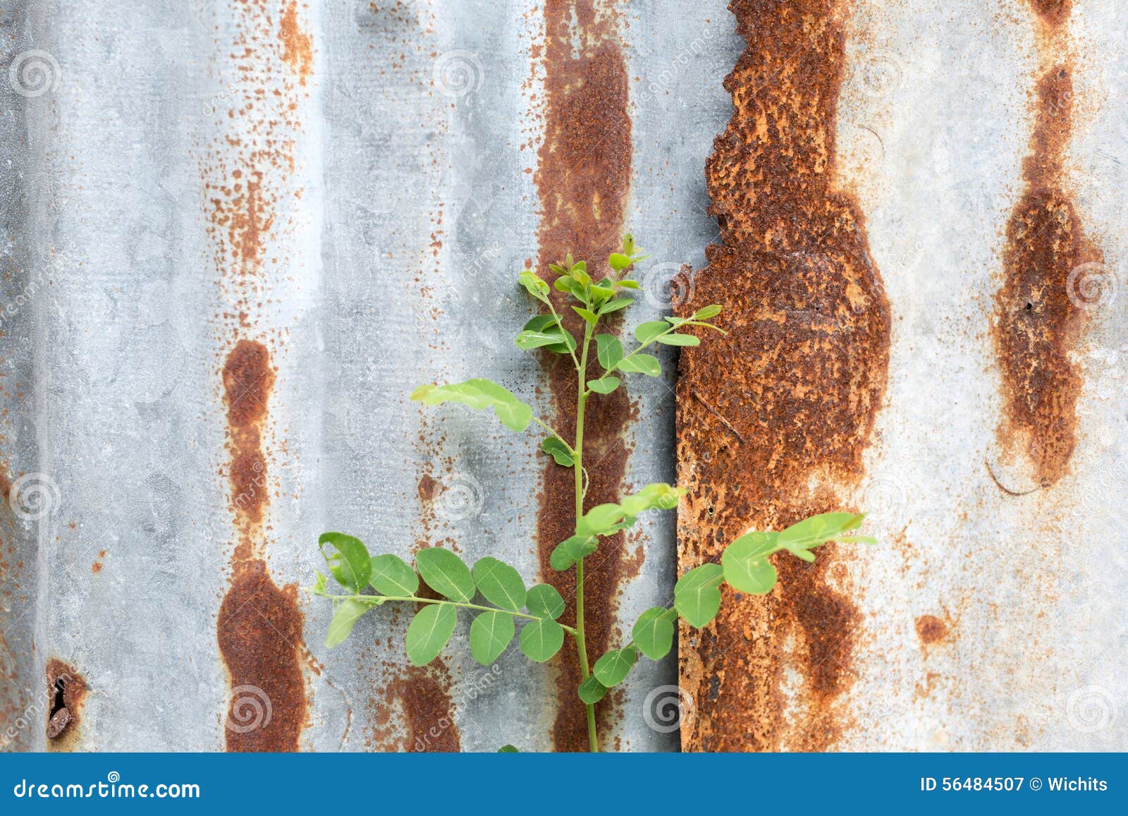 Rusty zinc sheet stock image. Image of background, fence 56484507