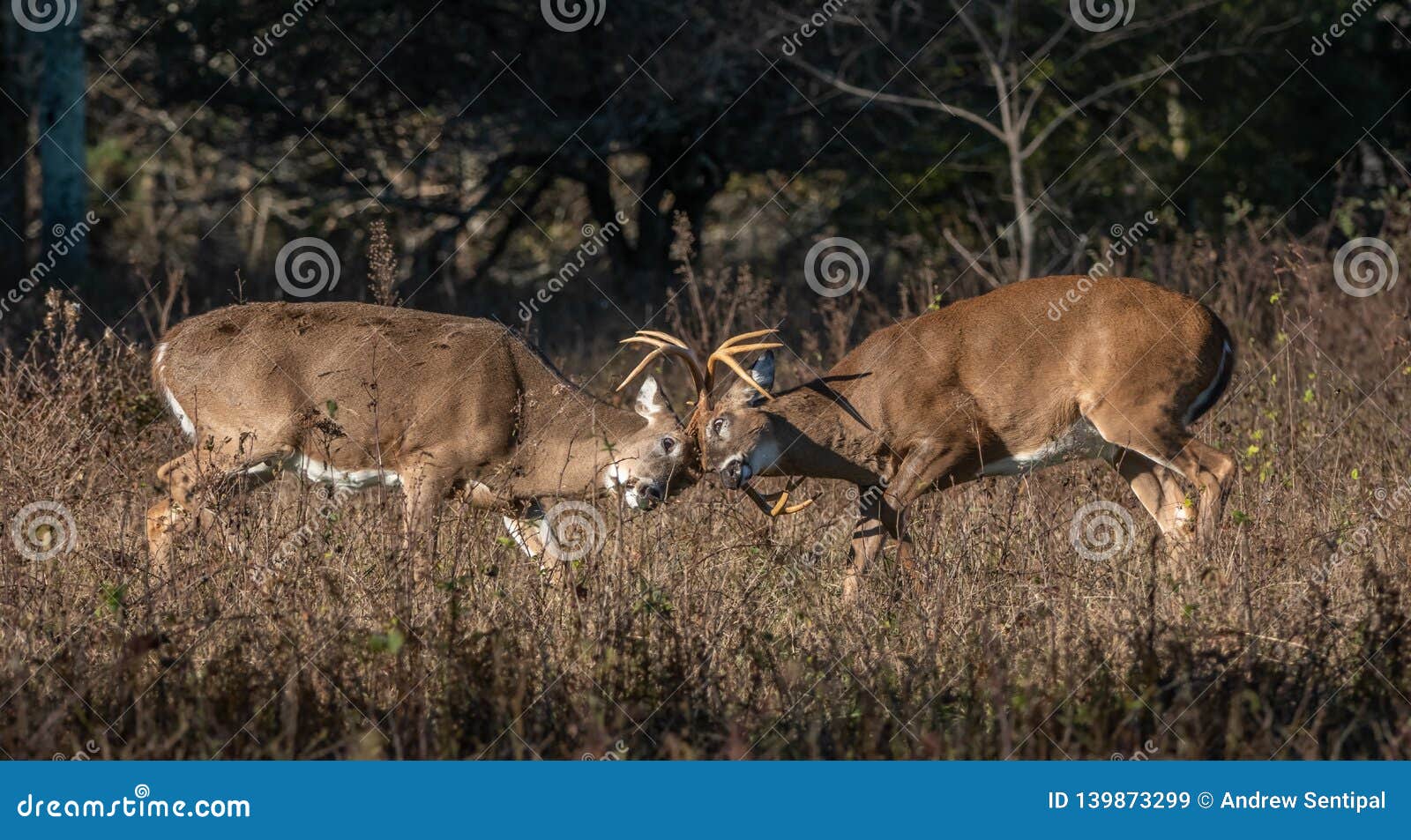 two bucks fighting head to head