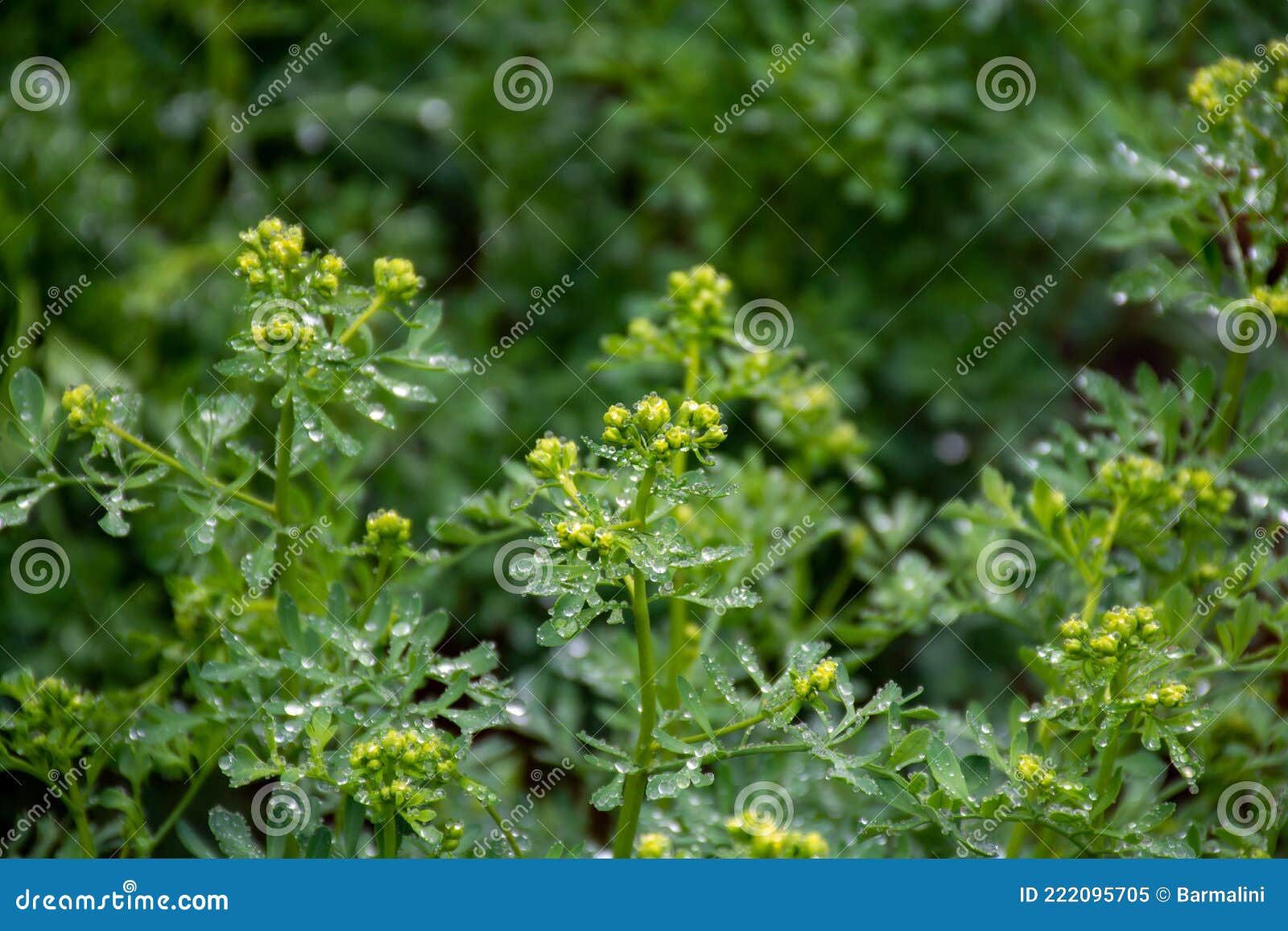 Ruta Graveolens, Planta Medicinal Ou Arritmia Cheirosa Vulgarmente  Conhecida Como Rue Ou HerbofGrace, é Uma Espécie De Ruta Cultiv Imagem de  Stock - Imagem de ervas, remédios: 222095705