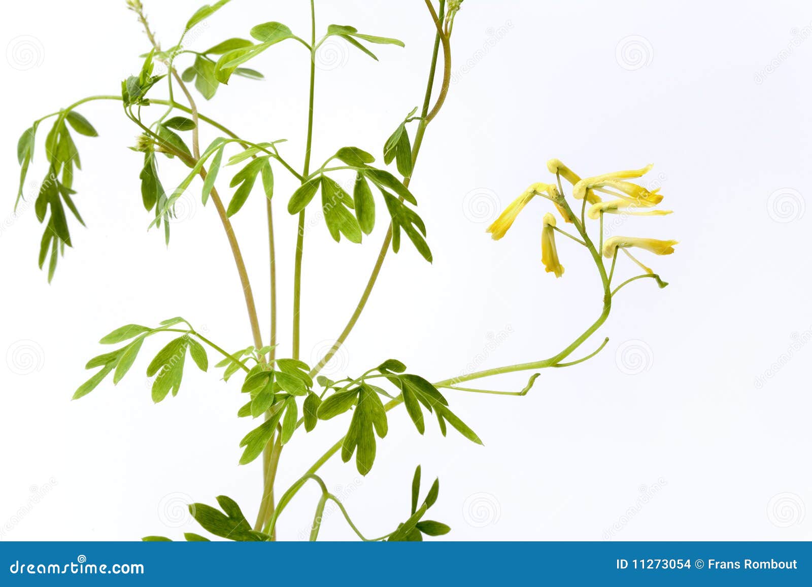 ruta graveolens with yellow flowers