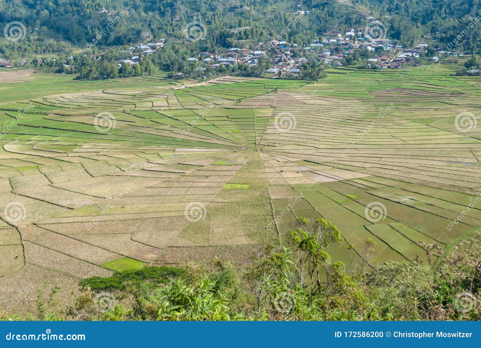 ruteng - a close up on the lingko spider web rice fields