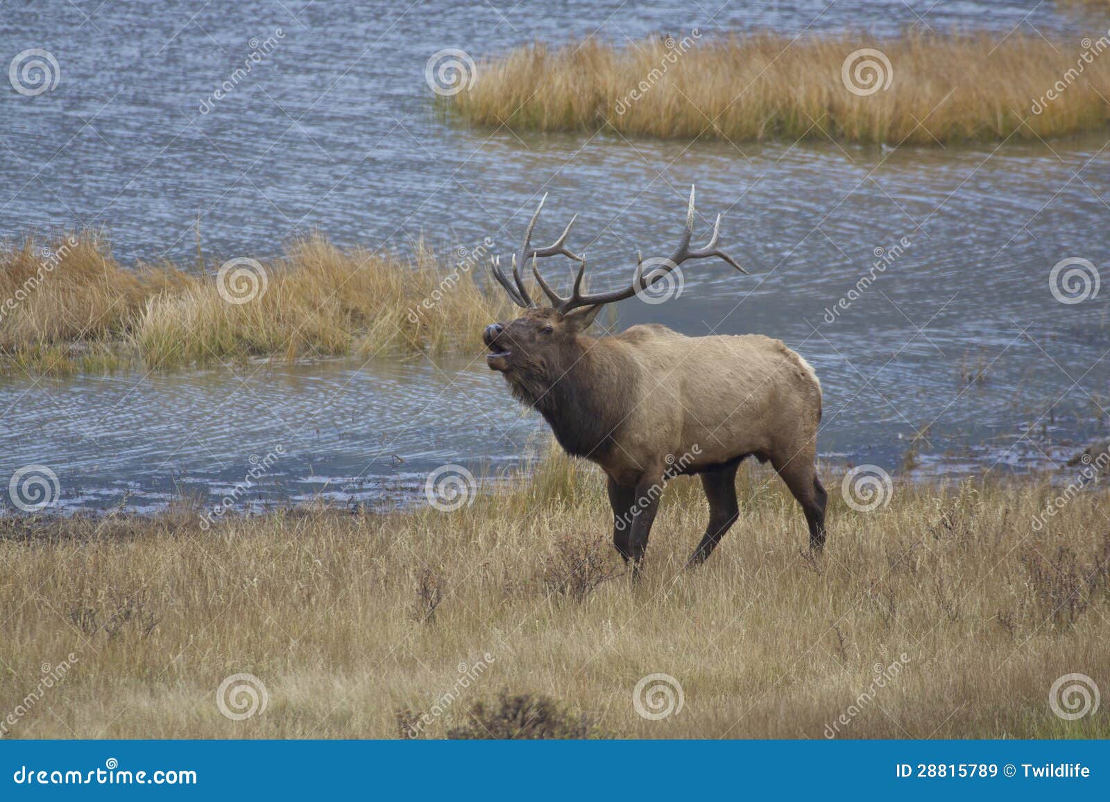 Rutting Bull-Elche Bugling. Ein großer Stierelch, der in einer Gebirgswiese bugling ist