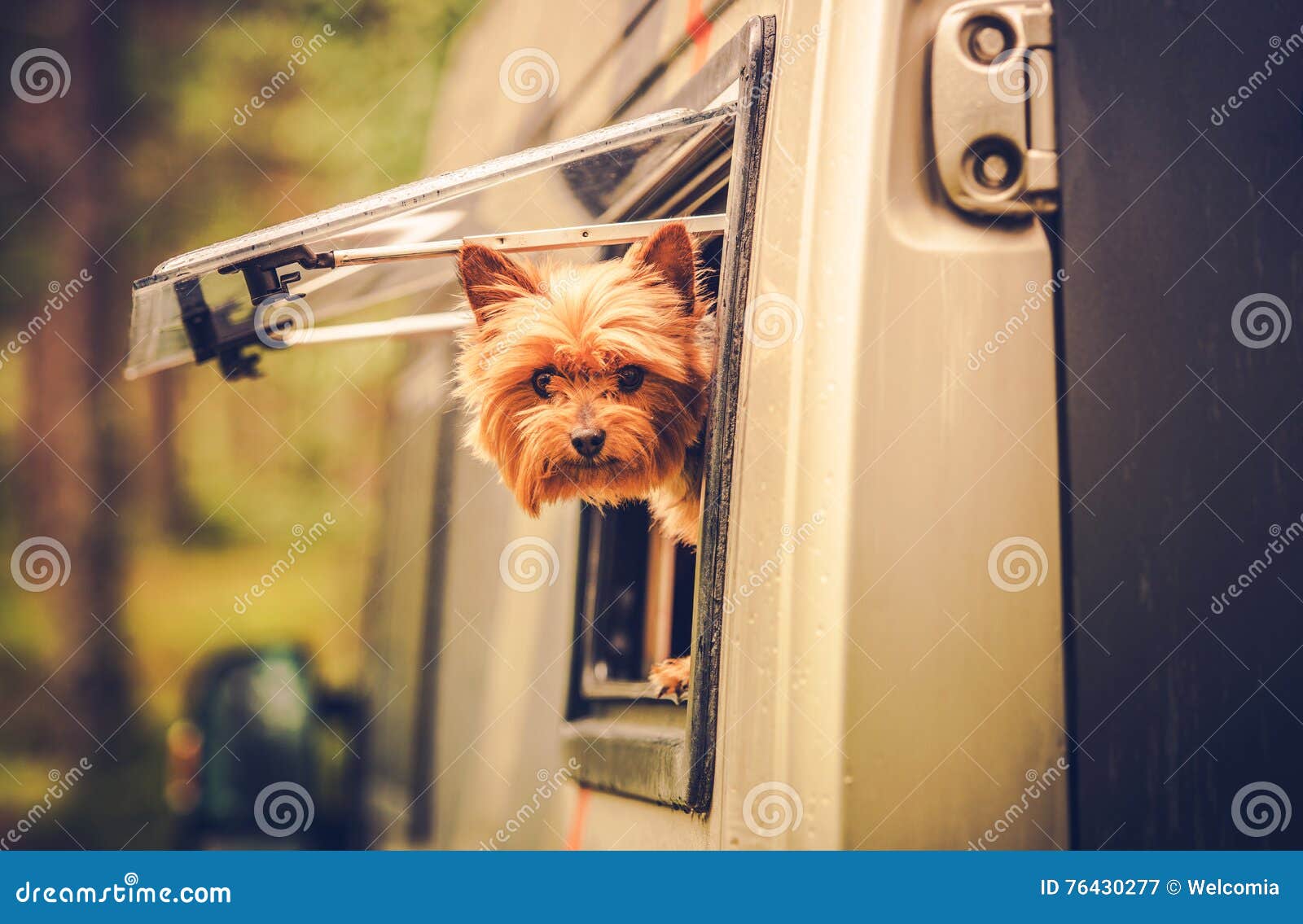 RvReise mit Hund stockbild. Bild von fahrzeug, kampieren 76430277