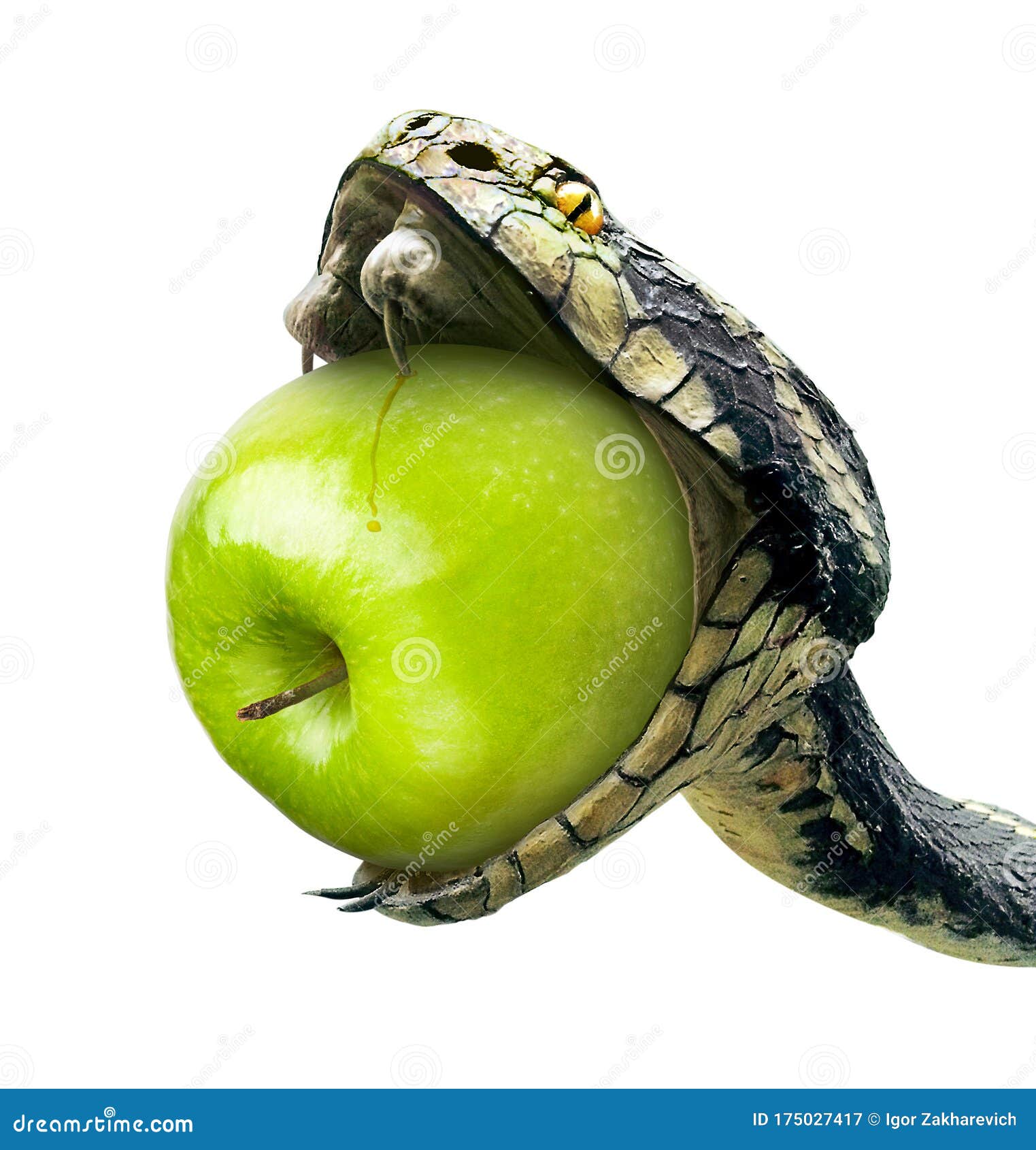 Snake Swallows a Green Apple on a White Background Stock Image - Image