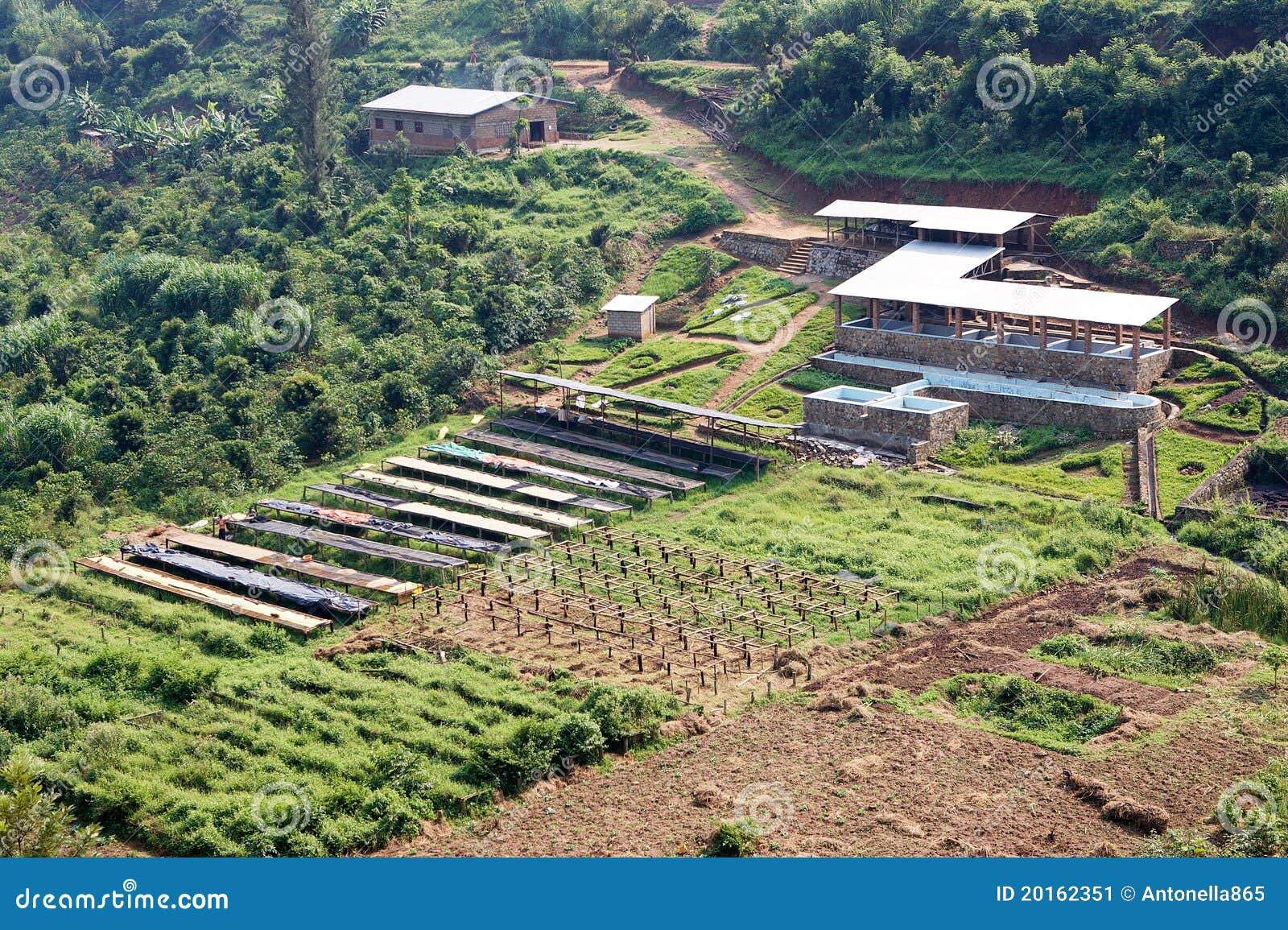 Rwandan Coffee Washing and Dry Station Editorial Photo Image of