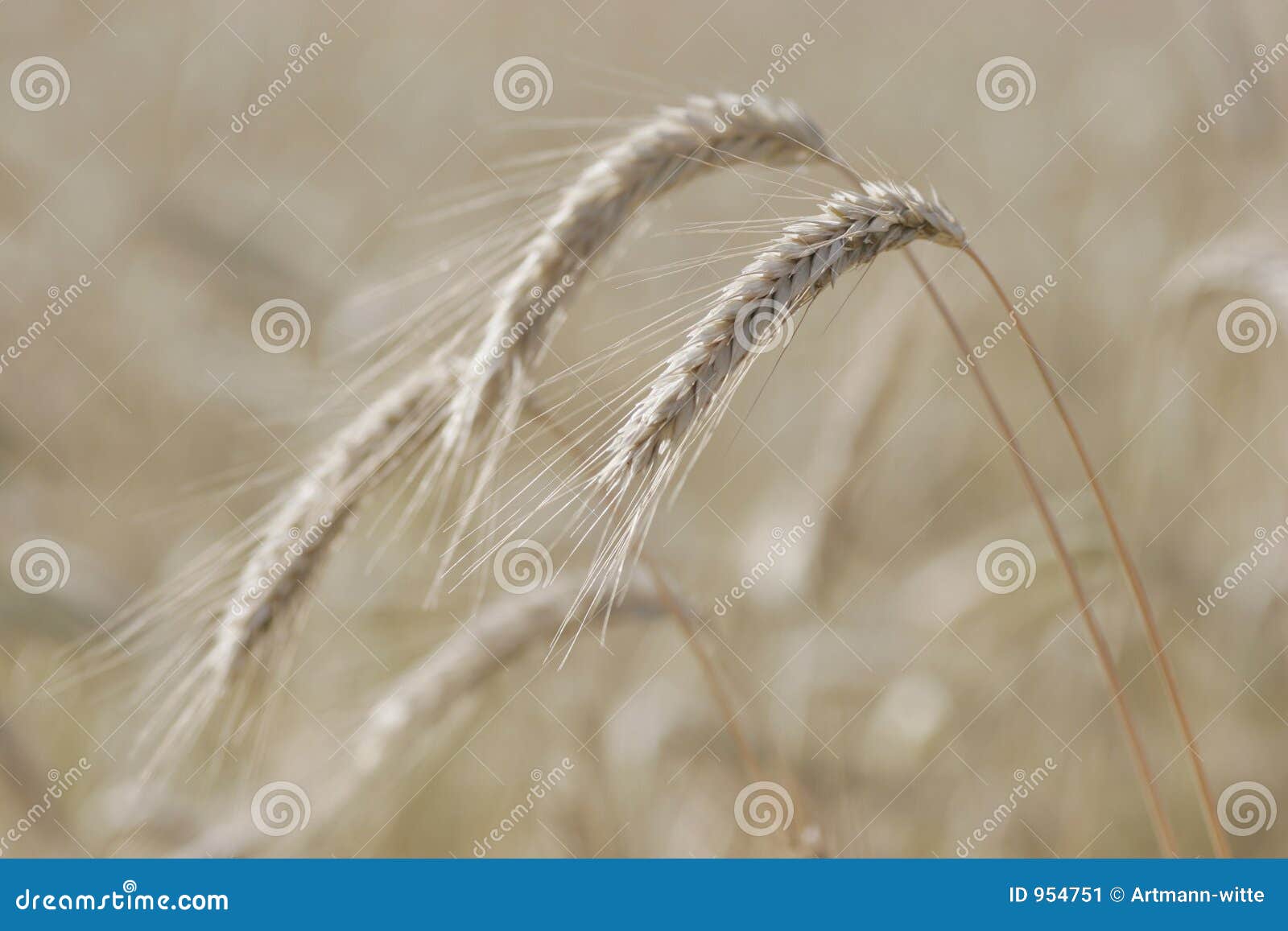 rye