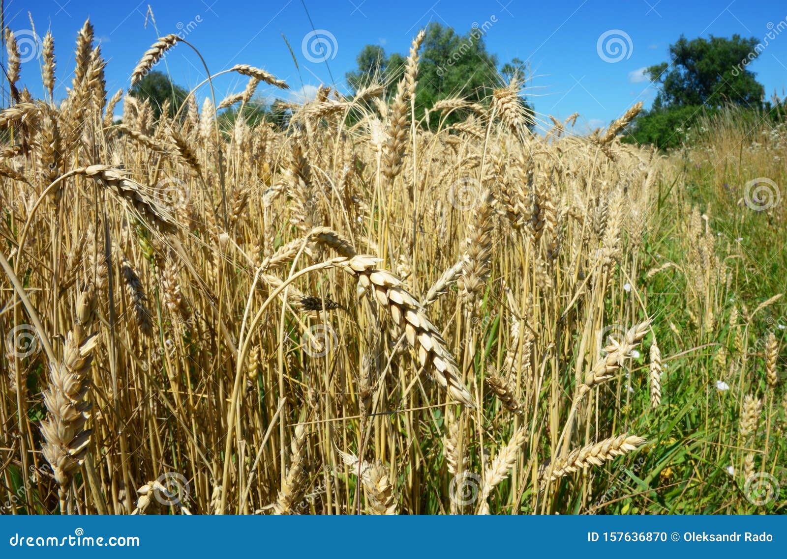 Rye Grain Harvest on Rye Field Background Stock Photo Image of golden