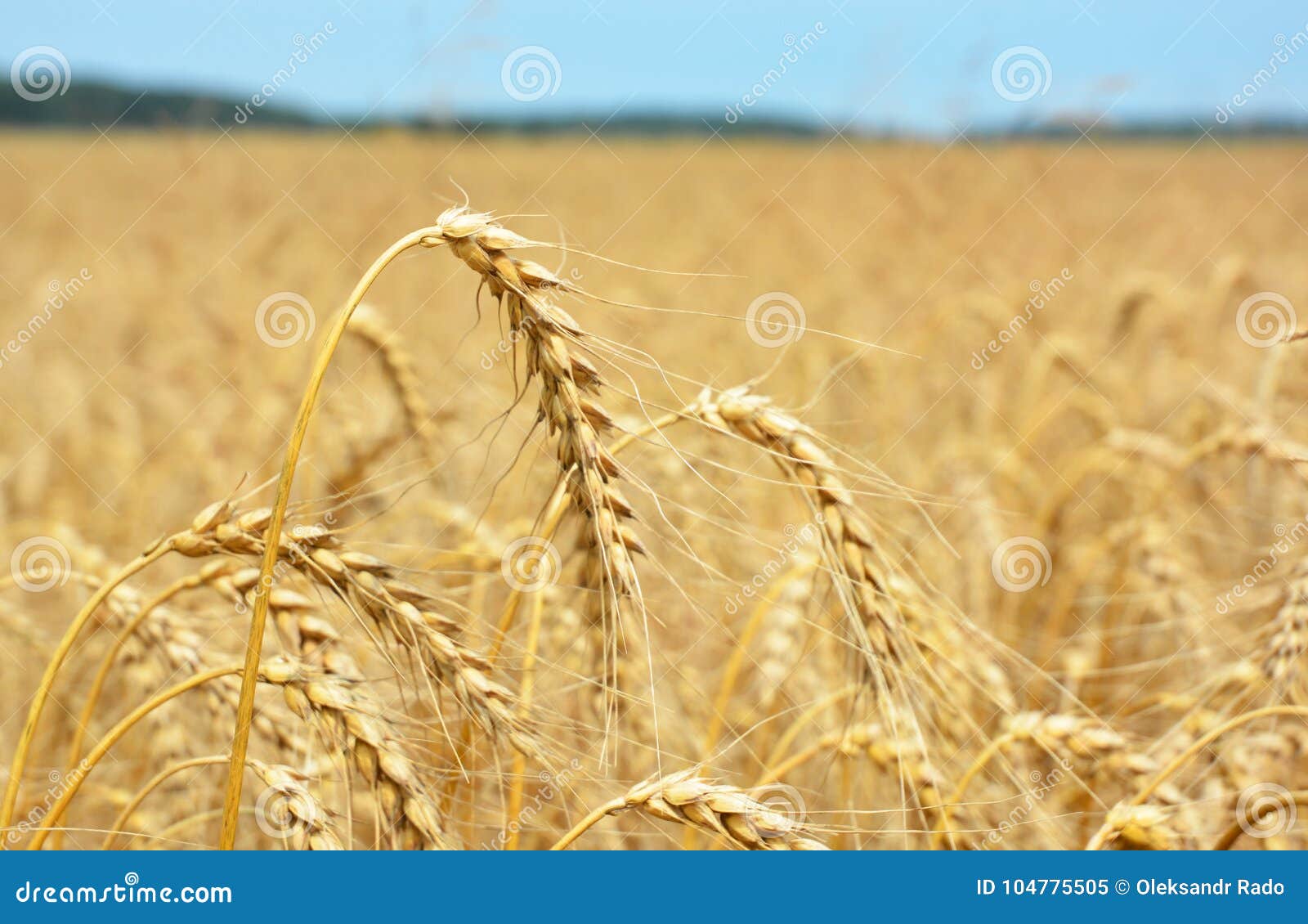 Rye Grain Harvest on Rye Field. Stock Image Image of food, harvesting