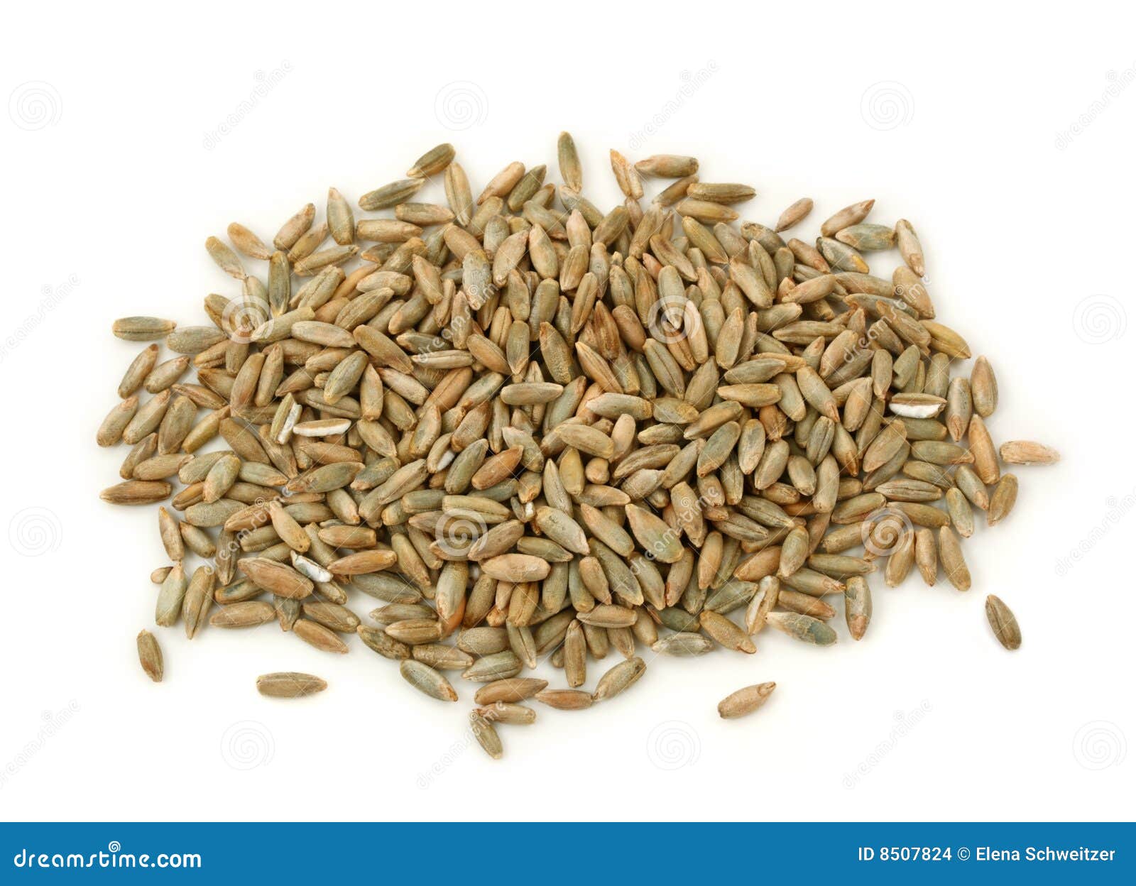 Rye grains stock photo. Image of macro, background, grain 8507824
