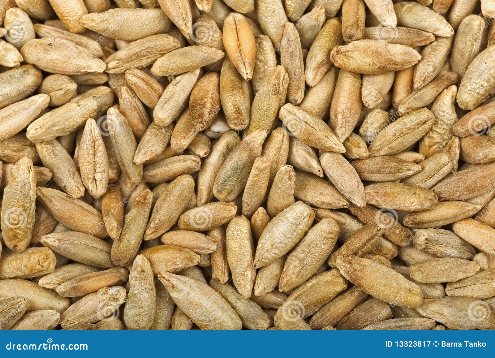 Rye kernels stock image. Image of brown, food, grain 13323817