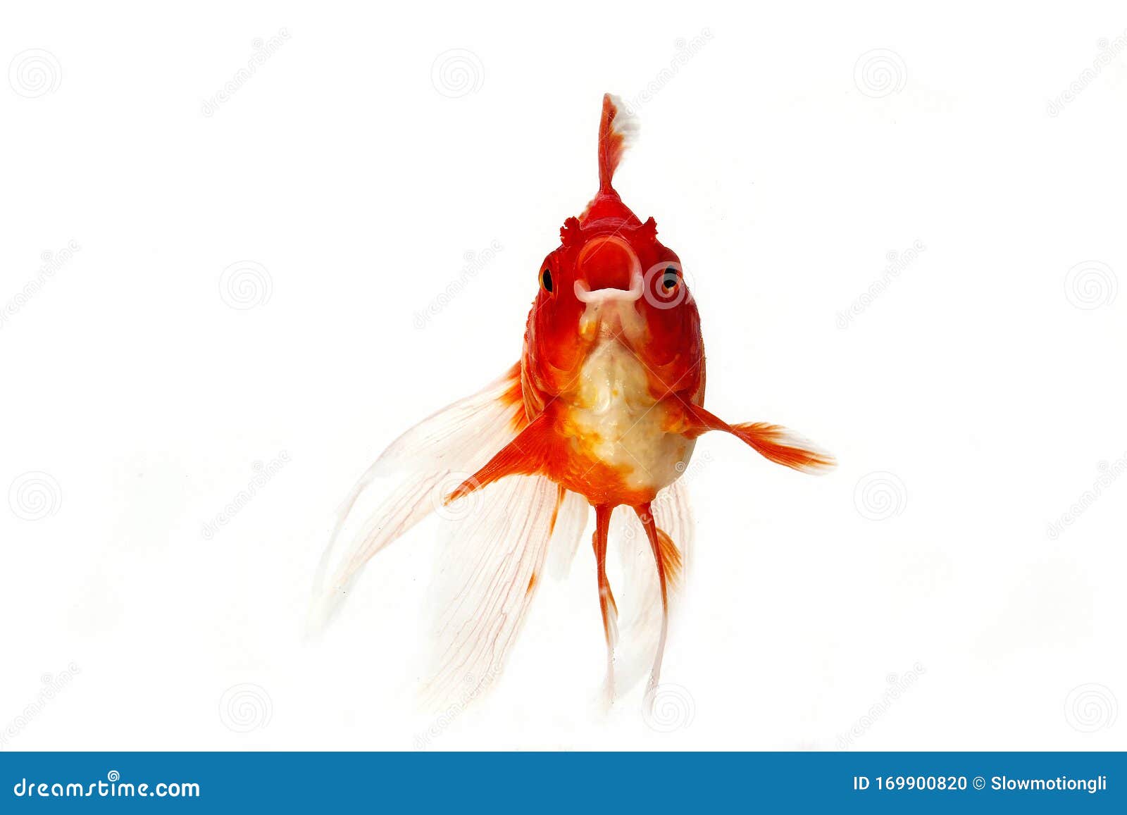 POISSON ROUGE QUEUE DE VOILE Carassius Auratus Stock Photo Image of front, goldfish 169900820