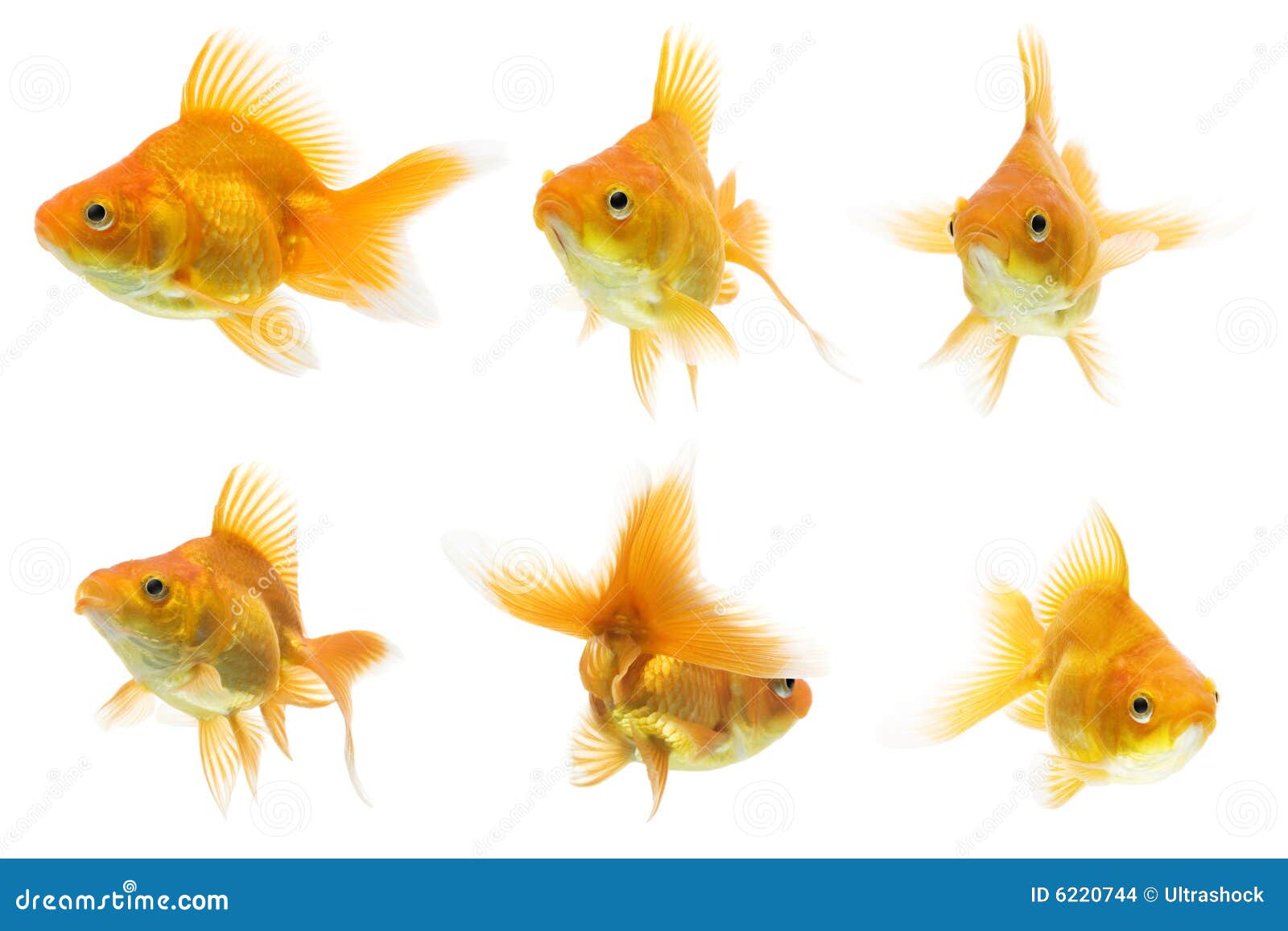 Ryukin Goldfish Series stock photo. Image of animals, goldfish 6220744