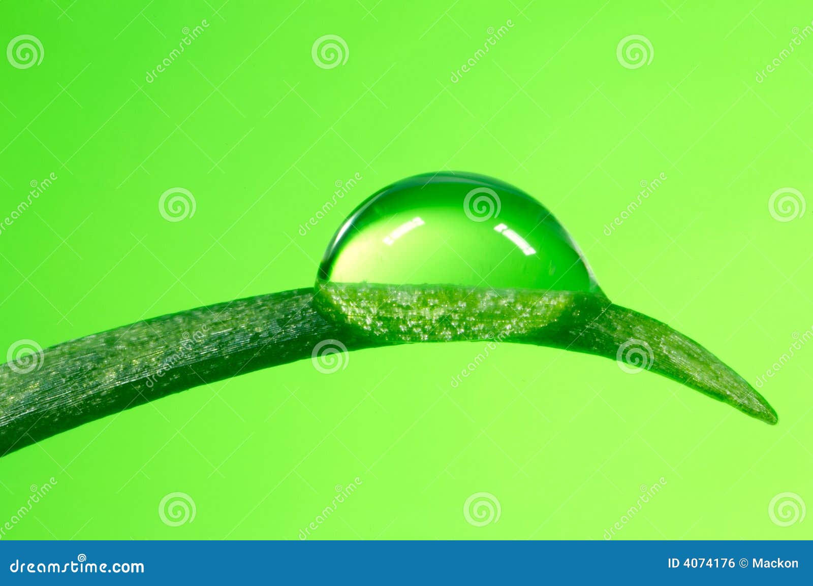 Shamrock Green Color Pictures And Images RGB Color Hex Code [80FF40