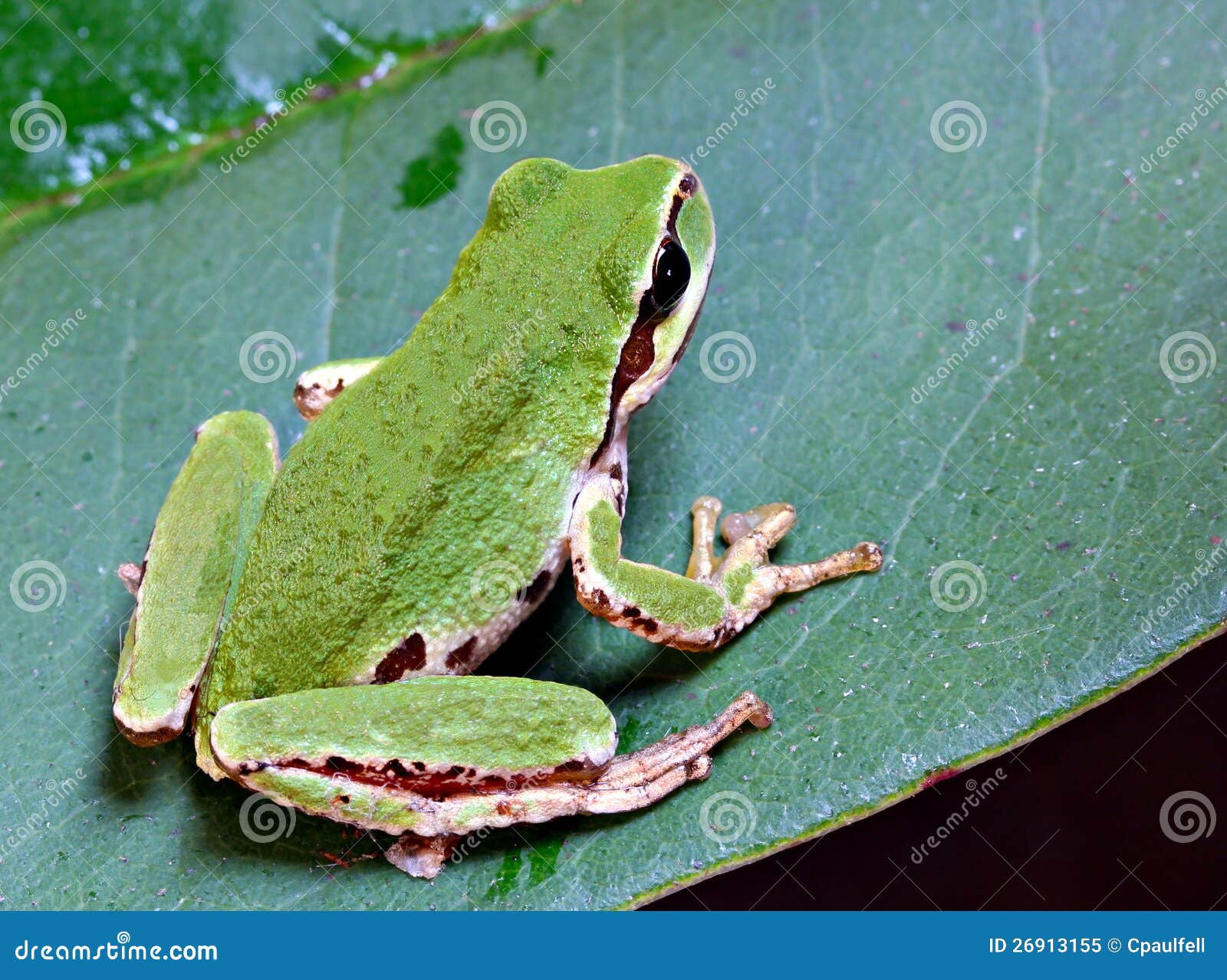 Uma râ de árvore pacífica verde pequena