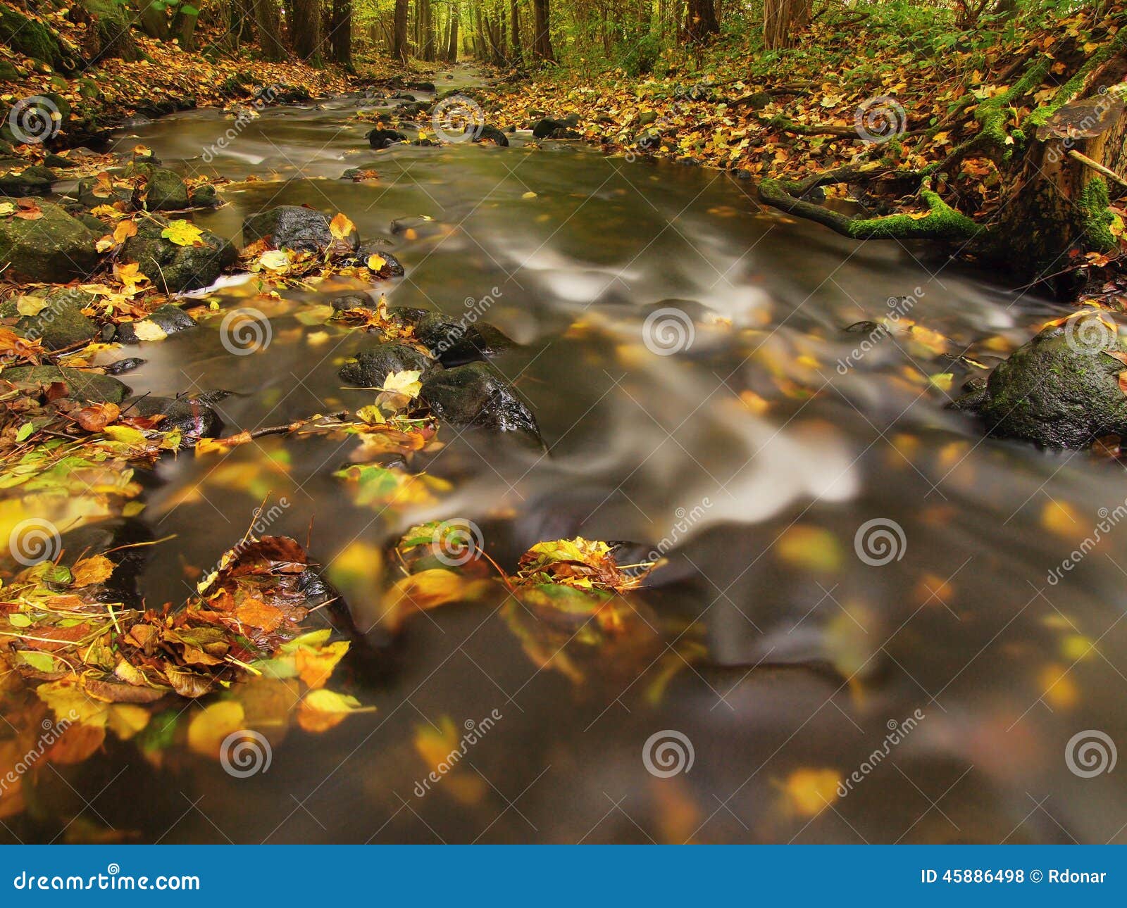 Río de la montaña con bajo del agua, grava con las primeras hojas coloridas Rocas y cantos rodados cubiertos de musgo en la orilla del río, helecho verde, hojas frescas del verde en árboles