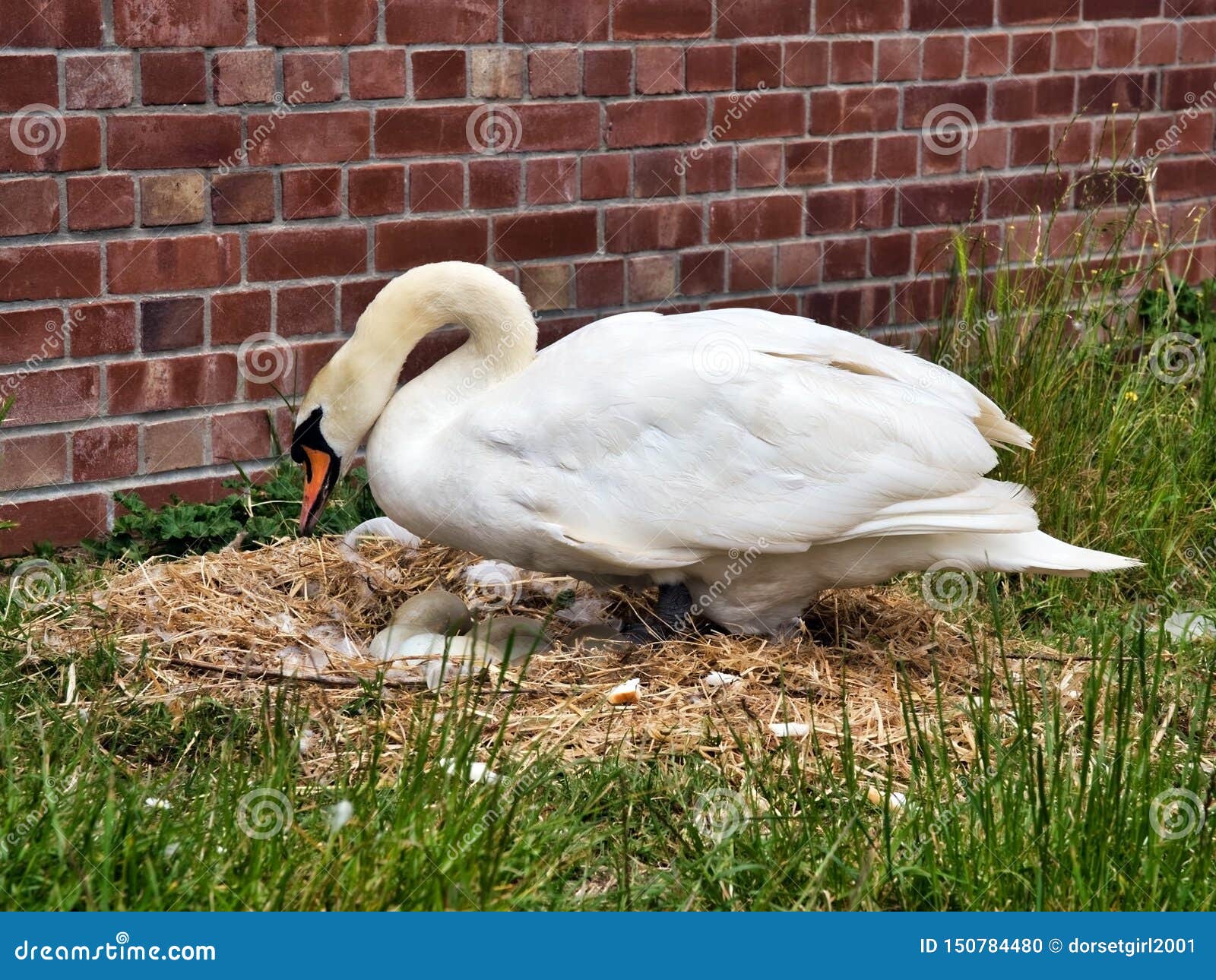 Río Exe de mamá Swan Nesting Along The. Un cisne que comprueba cuidadosamente los huevos en su jerarquía a lo largo del río Exe en Exeter