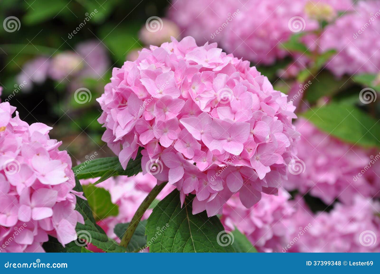 Piękne różowe hortensje w pełnym kwiacie w ogródzie