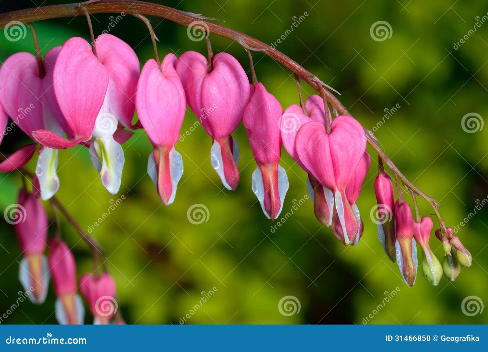 Różowy kwiat. Lamprocapnos, krwawienia serce/. Różowy kwiat. Lamprocapnos spectabilis - Krwawiący serce w wiosna ogródzie. (poprzedni Dicentra spectabilis)