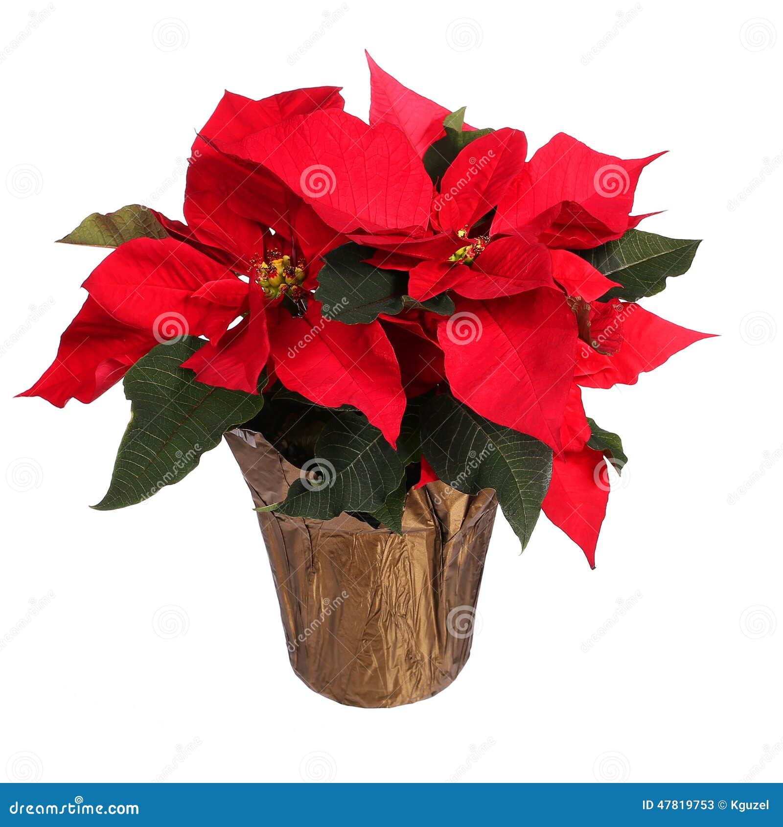 Julblommor Bilder 2025 Niki Teddie