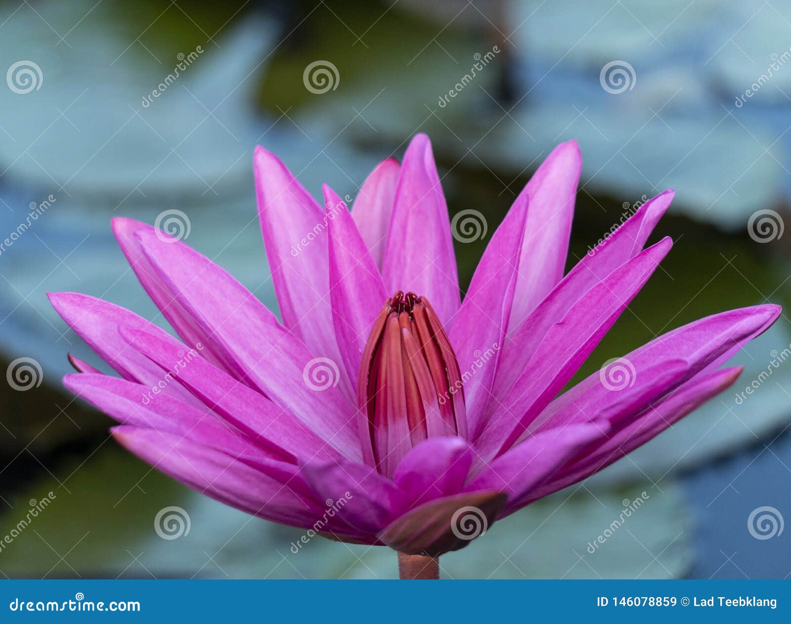 Röd lotusblomma på Thalenoi sjön Phatthalung, Thailand n: Lanmark av Phatthalung