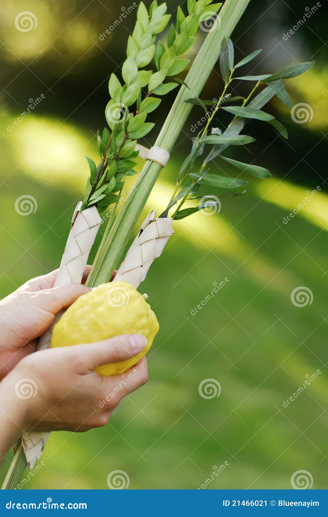 Rütteln des Lulav. Hände, die ein lulav und ein etrog, Symbole des jüdischen Festivals von Sukkot anhalten