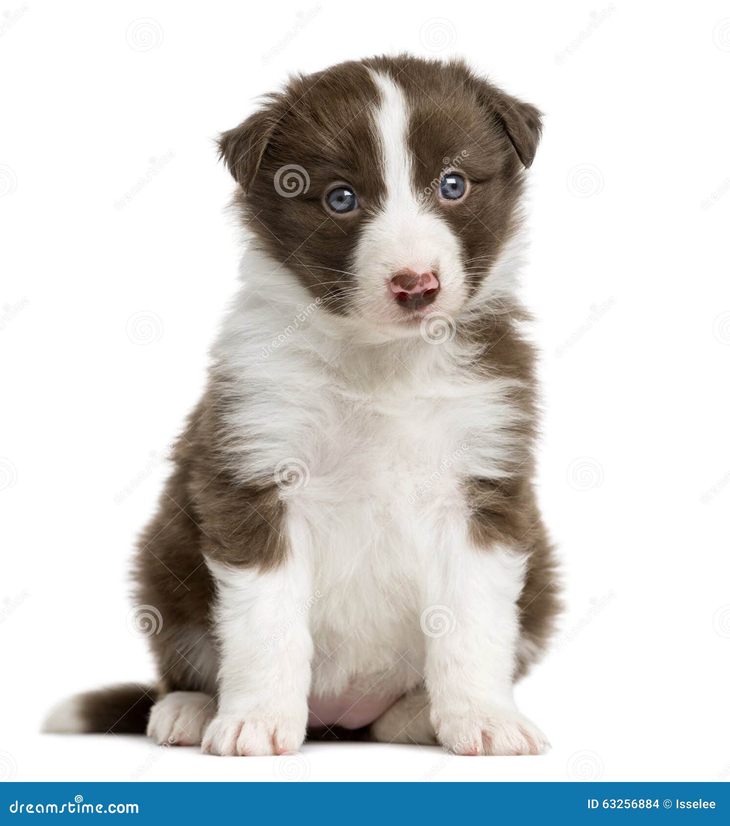 Seance De Chiot De Border Collie Photo Stock Image Du People Animal