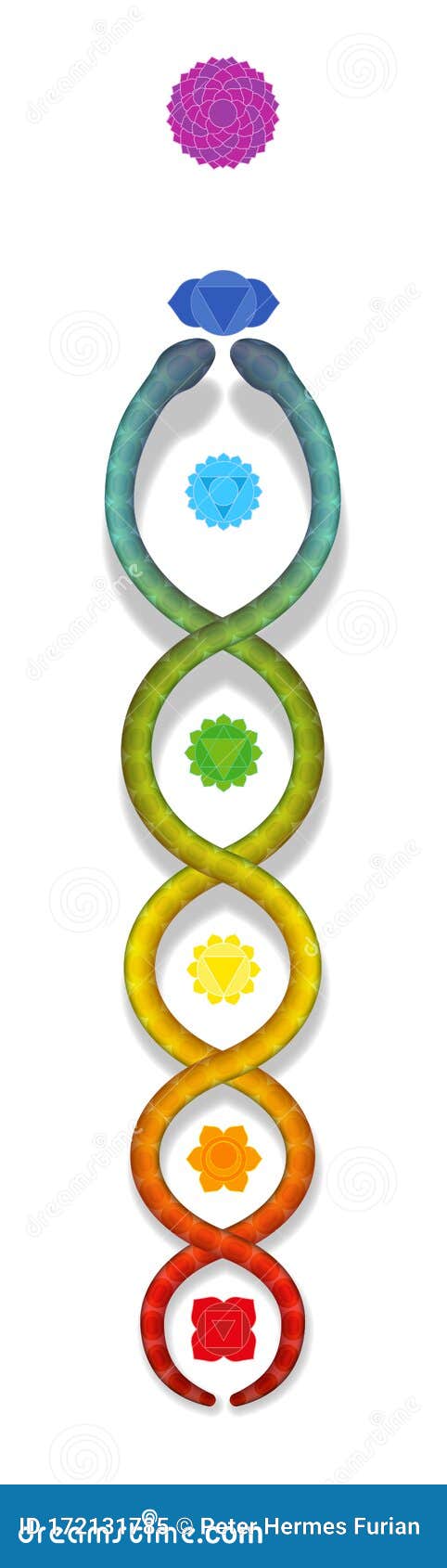 Símbolo De Serpente Kundalini Chakras Arco-íris De Serpente Colorida  Ilustração do Vetor - Ilustração de espiritualidade, sete: 172131785