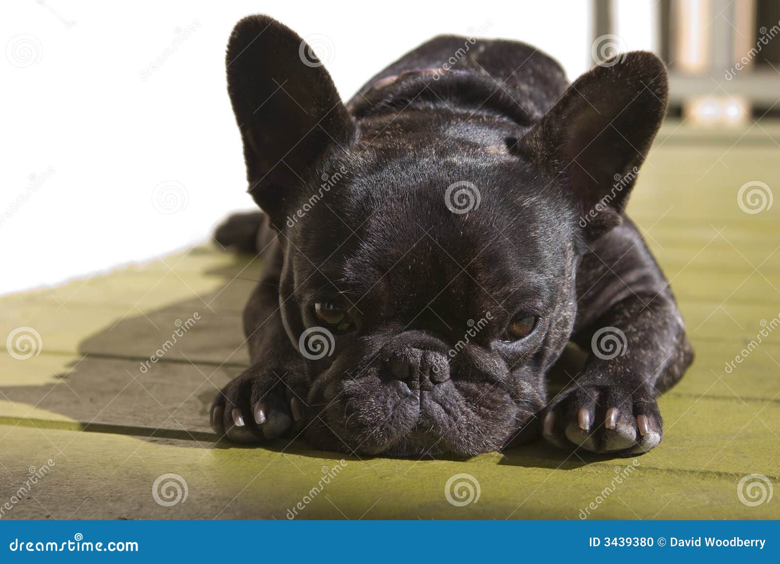 Susse Franzosische Bulldogge Stockfoto Bild Von Legen Brindle 3439380