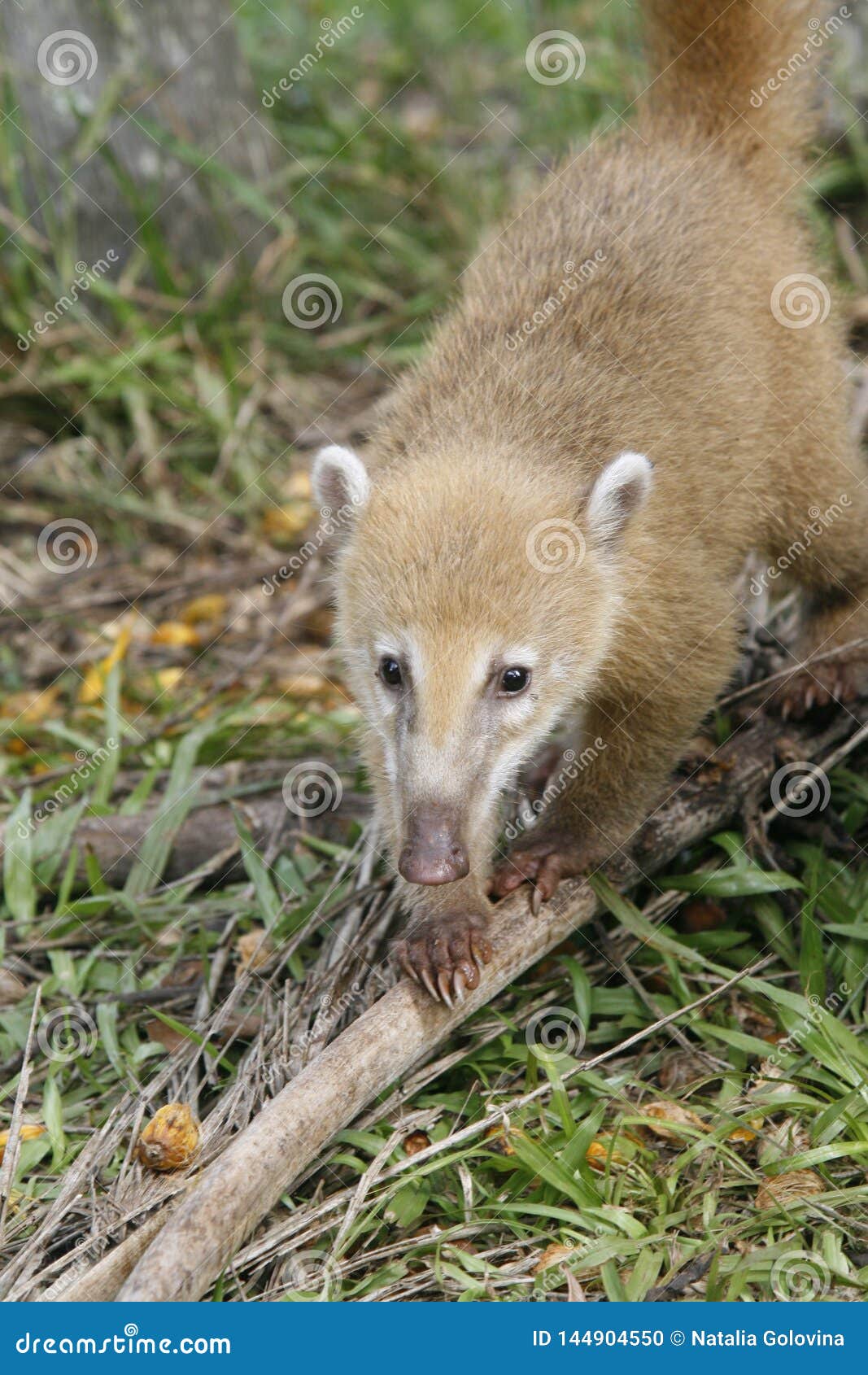 Sudamerikanischer Coati Nasua Mit Langer Nase Und Netter Ausdruck Des Gesichtes Brasilien Stockfoto Bild Von Netter Brasilien 144904550