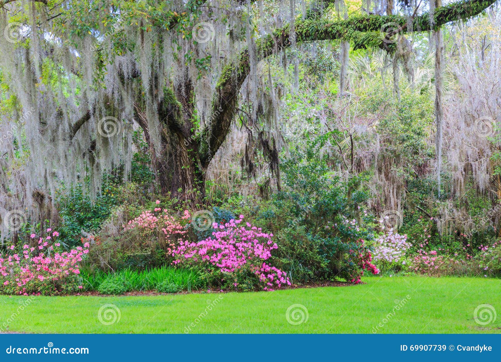 Südliche GartenLive Oak Tree Hanging MossAzaleen