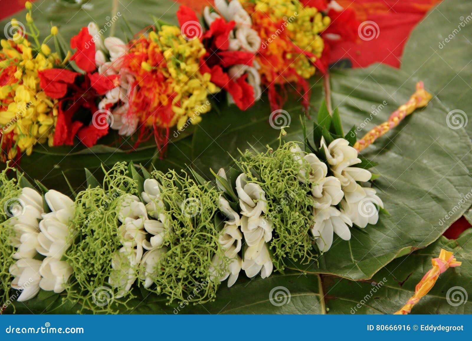 S De Lei Photo Stock Image Du Dessin France Flore 80666916