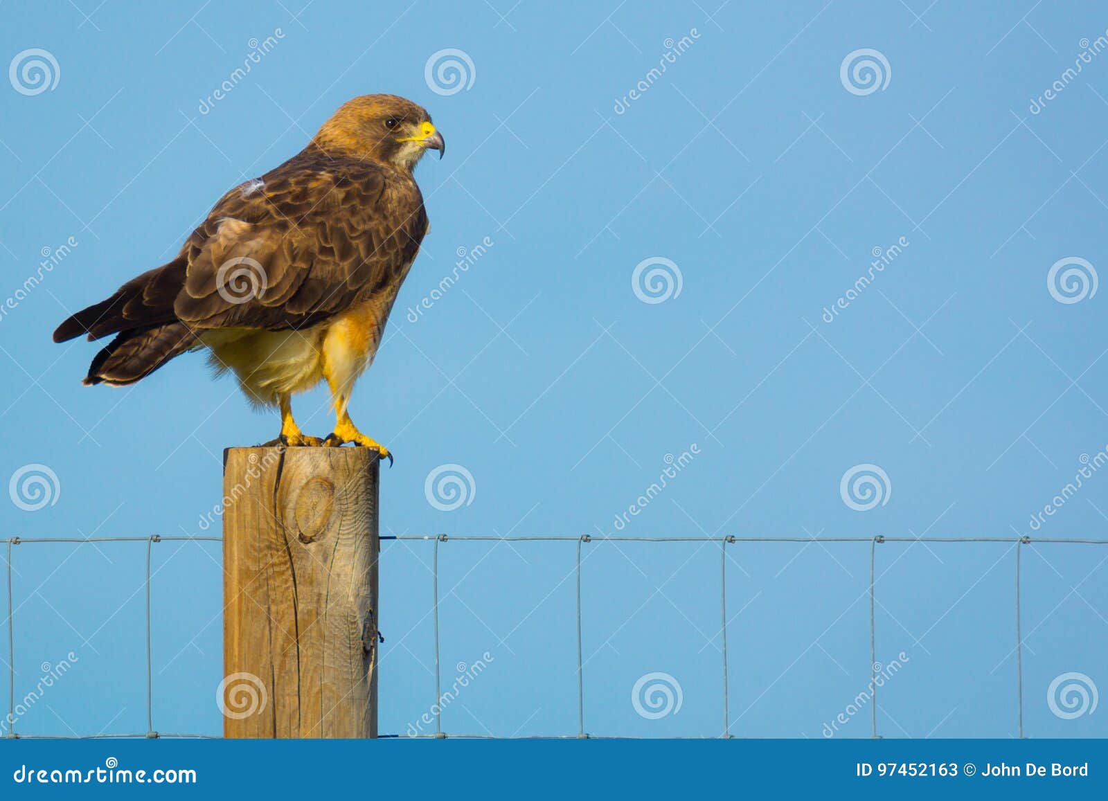 ` S Hawk Perched de Colorado Swainson. Um falcão do ` s de Swainson empoleira-se na luz solar contra um céu azul de Colorado