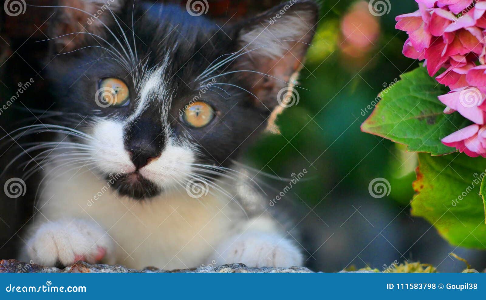 kitten in flowers