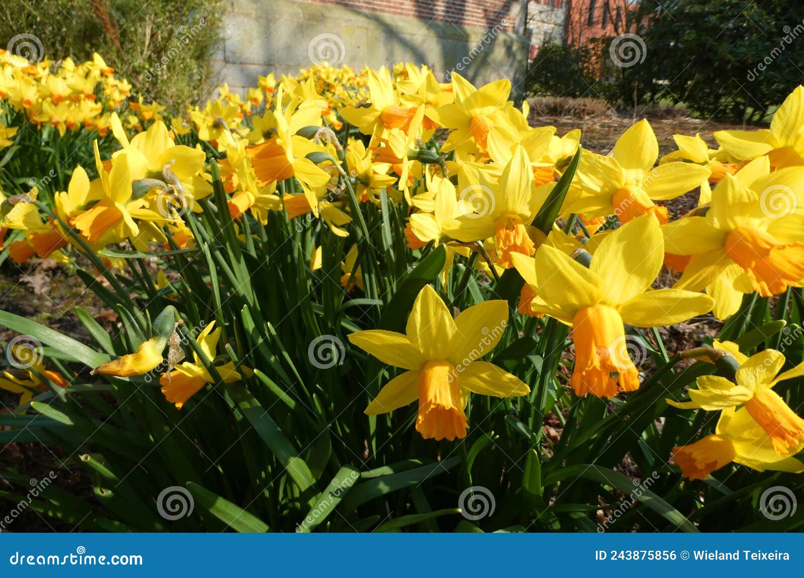 a large amount of daffodils stand in an old monastery garden