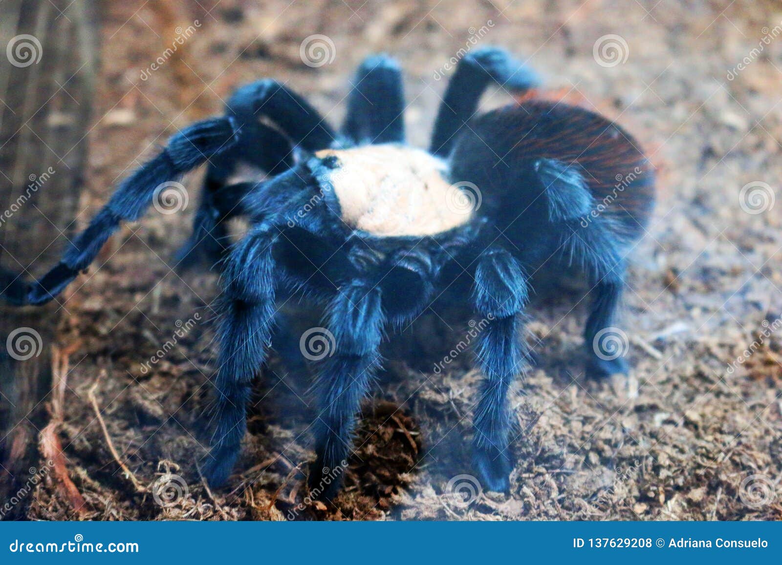 Brachypelma Albiceps Tarantula Stock Photo - Image of tarantulas ...