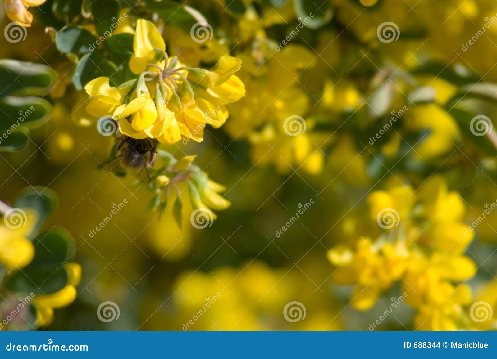 It s spring! stock photo. Image of flying, background, yellow 688344